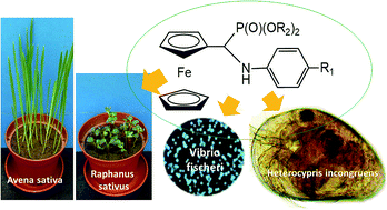 Graphical abstract: Synthesis and ecotoxicological impact of ferrocene-derived amino-phosphonates using a battery of bioassays