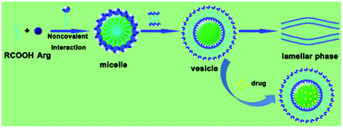 Graphical abstract: Investigation on the self-assembled behaviors of C18 unsaturated fatty acids in arginine aqueous solution