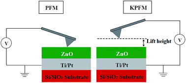 Graphical abstract: Origin of surface potential in undoped zinc oxide films revealed by advanced scanning probe microscopy techniques