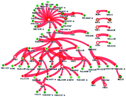 Graphical abstract: Transcriptomic analysis and driver mutant prioritization for differentially expressed genes from a Saccharomyces cerevisiae strain with high glucose tolerance generated by UV irradiation