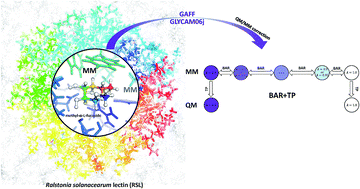 Graphical abstract: Calculations of the absolute binding free energies for Ralstonia solanacearum lectins bound with methyl-α-l-fucoside at molecular mechanical and quantum mechanical/molecular mechanical levels