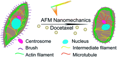 Graphical abstract: Interrogation of drug effects on HeLa cells by exploiting new AFM mechanical biomarkers