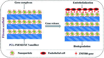 Graphical abstract: Electrospun PCL-PIBMD/SF blend scaffolds with plasmid complexes for endothelial cell proliferation