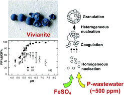 Graphical abstract: Phosphorus recovery as ferrous phosphate (vivianite) from wastewater produced in manufacture of thin film transistor-liquid crystal displays (TFT-LCD) by a fluidized bed crystallizer (FBC)