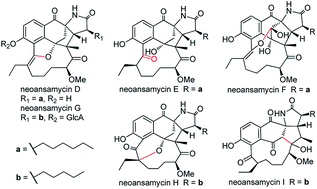 Graphical abstract: Neoansamycins from Streptomyces sp. LZ35