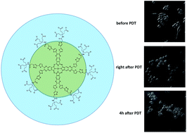 Graphical abstract: Synthesis and evaluation of a tetra[6,7]quinoxalinoporphyrazine-based near infrared photosensitizer