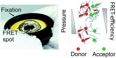 Graphical abstract: Elastic FRET sensors for contactless pressure measurement