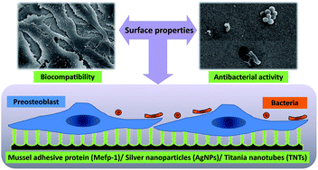 Graphical abstract: Antibacterial and cytocompatible AgNPs constructed with the assistance of Mefp-1 for orthopaedic implants