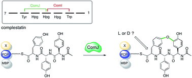 Graphical abstract: P450 monooxygenase ComJ catalyses side chain phenolic cross-coupling during complestatin biosynthesis