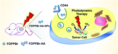 Graphical abstract: FDPP–HA as a theranostic agent for cancer-targeted fluorescence imaging and photodynamic therapy
