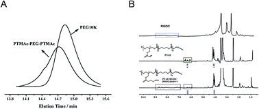 Graphical abstract: PTMAc-PEG-PTMAc hydrogel modified by RGDC and hyaluronic acid promotes neural stem cells' survival and differentiation in vitro