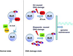 Graphical abstract: Acetylation of BLM protein regulates its function in response to DNA damage