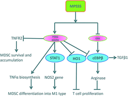 Graphical abstract: A polysaccharide derived from Lentinus edodes impairs the immunosuppressive function of myeloid-derived suppressor cells via the p38 pathways