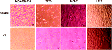 Graphical abstract: Chitosan promotes ROS-mediated apoptosis and S phase cell cycle arrest in triple-negative breast cancer cells: evidence for intercalative interaction with genomic DNA