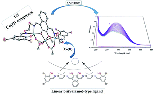 Graphical abstract: Syntheses, crystal structures and catalytic activities of two solvent-induced homotrinuclear Co(ii) complexes with a naphthalenediol-based bis(Salamo)-type tetraoxime ligand