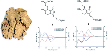 Graphical abstract: Phthalide derivatives from Ligusticum chuanxiong