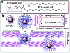 Graphical abstract: Enhanced cellular uptake of iron oxide nanoparticles modified with 1,2-dimyristoyl-sn-glycero-3-phosphocholine