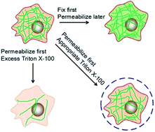 Graphical abstract: An innovative strategy to obtain extraordinary specificity in immunofluorescent labeling and optical super resolution imaging of microtubules