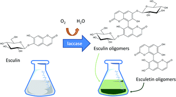 Graphical abstract: Comprehensive investigation of the enzymatic oligomerization of esculin by laccase in ethanol : water mixtures