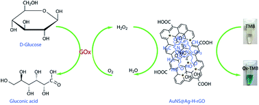 Graphical abstract: Facile synthesis of Au@Ag–hemin decorated reduced graphene oxide sheets: a novel peroxidase mimetic for ultrasensitive colorimetric detection of hydrogen peroxide and glucose