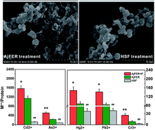 Graphical abstract: Heavy metal detoxification by recombinant ferritin from Apostichopus japonicus