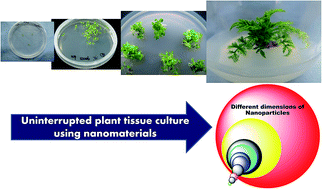 Graphical abstract: Nanomaterials in plant tissue culture: the disclosed and undisclosed