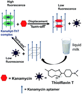 Graphical abstract: Design of an aptamer – based fluorescence displacement biosensor for selective and sensitive detection of kanamycin in aqueous samples