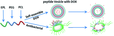 Graphical abstract: Noncytotoxic polycaprolactone-polyethyleneglycol-ε-poly(l-lysine) triblock copolymer synthesized and self-assembled as an antibacterial drug carrier