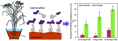 Graphical abstract: Effects of cationic surfactant on the bioaccumulation of polycyclic aromatic hydrocarbons in rice and the soil microbial community structure