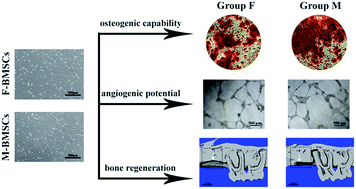 Graphical abstract: Comparison between mandibular and femur derived bone marrow stromal cells: osteogenic and angiogenic potentials in vitro and bone repairing ability in vivo