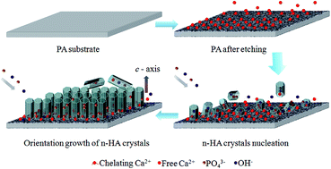 Graphical abstract: Aligned hydroxyapatite nano-crystal formation on a polyamide surface