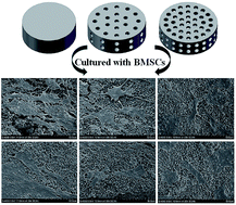 Graphical abstract: Effect of composition and macropore percentage on mechanical and in vitro cell proliferation and differentiation properties of 3D printed HA/β-TCP scaffolds