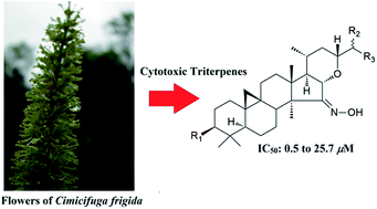 Graphical abstract: Cimifrigines A–G, cytotoxic triterpenes with an oxime group from the flowers of Cimicifuga frigida