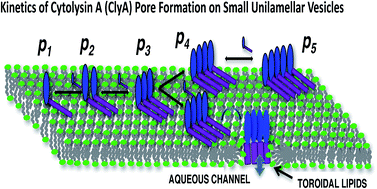 Graphical abstract: Transmembrane oligomeric intermediates of pore forming toxin Cytolysin A determine leakage kinetics