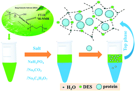 Graphical abstract: Green aqueous biphasic systems containing deep eutectic solvents and sodium salts for the extraction of protein