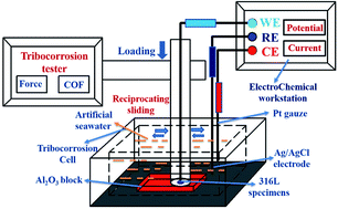 Graphical abstract: Effect of strain-induced martensite on the tribocorrosion of AISI 316L austenitic stainless steel in seawater