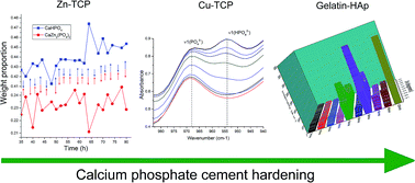 Graphical abstract: Nonlinear oscillatory dynamics of the hardening of calcium phosphate bone cements