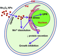 Graphical abstract: Mn3O4 nanoparticles cause endoplasmic reticulum stress-dependent toxicity to Saccharomyces cerevisiae