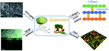 Graphical abstract: Quercetin as a simple but versatile primer in dentin bonding