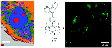 Graphical abstract: Polypyridyl substituted BODIPY derivatives; water switchable imaging probes that exhibit halogen substituent dependent localisation in live cells