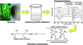 Graphical abstract: Properties of a new renewable sesame protein adhesive modified by urea in the absence and presence of zinc oxide