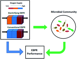 Graphical abstract: A comparative study of microbial dynamics and phosphorus removal for a two side-stream wastewater treatment processes