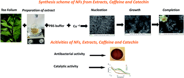 Graphical abstract: Synthesis and characterization of green tea (Camellia sinensis (L.) Kuntze) extract and its major components-based nanoflowers: a new strategy to enhance antimicrobial activity