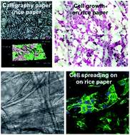 Graphical abstract: Redefining Chinese calligraphy rice paper: an economical and cytocompatible substrate for cell biological assays