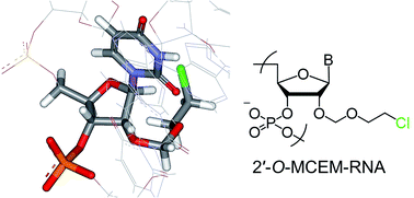 Graphical abstract: Synthesis of 2′-O-monohaloethoxymethyl-modified RNAs and their duplex formation ability