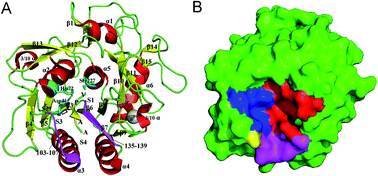 Graphical abstract: Substrate-induced changes in dynamics and molecular motions of cuticle-degrading serine protease PL646: a molecular dynamics study