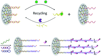 Graphical abstract: A highly sensitive electrochemical IFN-γ aptasensor based on a hierarchical graphene/AuNPs electrode interface with a dual enzyme-assisted amplification strategy