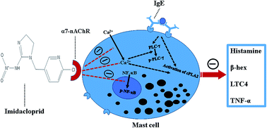 Graphical abstract: Alpha7-nicotinic acetylcholine receptors involve the imidacloprid-induced inhibition of IgE-mediated rat and human mast cell activation