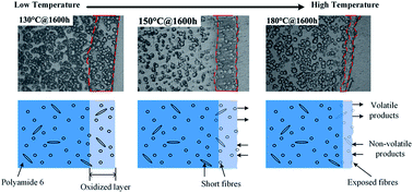 Graphical abstract: Thermo-oxidative ageing effect on mechanical properties and morphology of short fibre reinforced polyamide composites – comparison of carbon and glass fibres