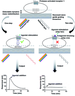 Graphical abstract: A label-free screening approach targeted protease-activated receptor 1 based on dynamic mass redistribution in living cells